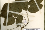 <strong>Leguminosae-Papilionoideae - Erythrina - Erythrina senegalensis DC.</strong><br />© hnb
