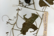 <strong>Passifloraceae - Adenia - Adenia lobata (Jacq.) Engl.</strong><br />© hnb