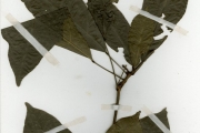 <strong>Menispermaceae - Sphenocentrum - Sphenocentrum jollyanum Pierre</strong><br />© hnb