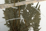 <strong>Pteridaceae - Pteris - Pteris atrovirens Willd.</strong><br />© hnb