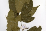 <strong>Sapindaceae - Pancovia - Pancovia pedicellaris Radlk. & Gilg</strong><br />© hnb