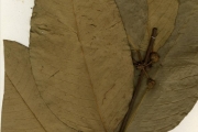 <strong>Clusiaceae - Garcinia - Garcinia smeathmannii (Planch. & Triana) Oliv.</strong><br />© hnb