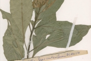 <strong>Acanthaceae - Whitfieldia - Whitfieldia elongata (P.Beauv.) De Wild. & T.Durand</strong><br />© hnb