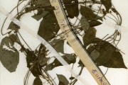 <strong>Euphorbiaceae - Tragia - Tragia laminularis Müll.Arg.</strong><br />© hnb