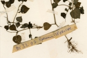 <strong>Piperaceae - Peperomia - Peperomia pellucida (L.) Kunth</strong><br />© hnb