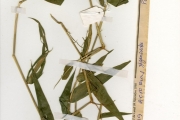 <strong>Poaceae - Acroceras - Acroceras zizanioides (Kunth) Dandy</strong><br />© hnb