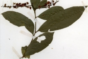 <strong>Ochnaceae - Campylospermum - Campylospermum flavum (Schum.) Farron</strong><br />© hnb