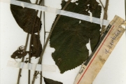 <strong>Urticaceae - Laportea - Laportea aestuans (L.) Chew</strong><br />© hnb