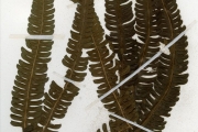 <strong>Thelypteridaceae - Cyclosorus - Cyclosorus striatus (Schum.) Ching</strong><br />© hnb
