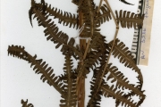 <strong>Thelypteridaceae - Cyclosorus - Cyclosorus striatus (Schum.) Ching</strong><br />© hnb