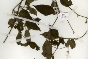 <strong>Acanthaceae - Asystasia - Asystasia buettneri Lindau</strong><br />© hnb