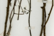<strong>Menispermaceae - Stephania - Stephania dinklagei (Engl.) Diels</strong><br />© hnb