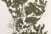 <strong>Acanthaceae - Justicia - Justicia anselliana (Nees) T.Anderson</strong><br />© hnb