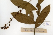 <strong>Ochnaceae - Campylospermum - Campylospermum glaberrimum (P.Beauv.) Farron</strong><br />© hnb