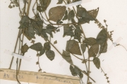 <strong>Amaranthaceae - Celosia - Celosia leptostachya Benth.</strong><br />© hnb