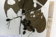 <strong>Menispermaceae - Rhigiocarya - Rhigiocarya racemifera Miers</strong><br />© hnb