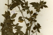 <strong>Euphorbiaceae - Erythrococca - Erythrococca anomala (Juss. ex Poir.) Prain</strong><br />© hnb