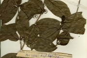 <strong>Apocynaceae - Landolphia - Landolphia dulcis (R.Br. ex Sabine) Pichon</strong><br />© hnb