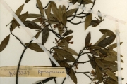 <strong>Apocynaceae - Alafia - Alafia benthamii (Baill.) Stapf</strong><br />© hnb