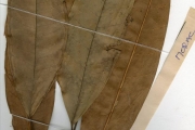 <strong>Moraceae - Ficus - Ficus barteri Sprague</strong><br />© hnb