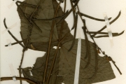 <strong>Leguminosae-Papilionoideae - Pueraria - Pueraria phaseoloides (Roxb.) Benth. var. javanica (Benth.) Baker f.</strong><br />© hnb