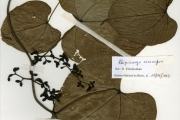 <strong>Menispermaceae - Rhigiocarya - Rhigiocarya racemifera Miers</strong><br />© hnb