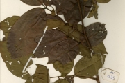 <strong>Leguminosae-Papilionoideae - Millettia - Millettia kennedyi Hoyle</strong><br />© hnb