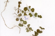 <strong>Scrophulariaceae - Lindernia - Lindernia diffusa (L.) Wettst.</strong><br />© hnb
