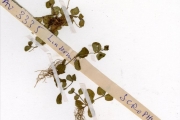 <strong>Scrophulariaceae - Lindernia - Lindernia diffusa (L.) Wettst.</strong><br />© hnb
