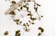 <strong>Scrophulariaceae - Torenia - Torenia thouarsii (Cham. & Schltdl.) Kuntze</strong><br />© hnb