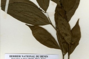 <strong>Olacaceae - Olax - Olax gambecola Baill.</strong><br />© hnb