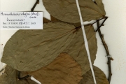 <strong>Annonaceae - Monanthotaxis - Monanthotaxis whytei (Stapf) Verdc.</strong><br />© hnb
