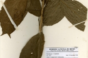 <strong>Euphorbiaceae - Maesobotrya - Maesobotrya barteri (Baill.) Hutch.</strong><br />© hnb