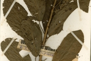 <strong>Euphorbiaceae - Maesobotrya - Maesobotrya barteri (Baill.) Hutch.</strong><br />© hnb