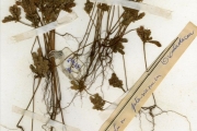 <strong>Oxalidaceae - Biophytum - Biophytum umbraculum Welw.</strong><br />© hnb