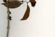 <strong>Rubiaceae - Tricalysia - Tricalysia coriacea (Benth.) Hiern subsp. coriacea</strong><br />© hnb