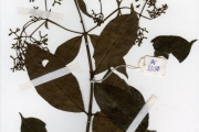 <strong>Rubiaceae - Gaertnera - Gaertnera paniculata Benth.</strong><br />© hnb