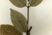<strong>Rhizophoraceae - Cassipourea - Cassipourea barteri (Hook.f. ex Oliv.) Engl. & Brehmer</strong><br />© hnb