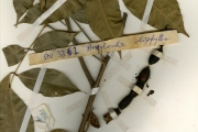 <strong>Leguminosae-Papilionoideae - Angylocalyx - Angylocalyx oligophyllus (Baker) Baker f.</strong><br />© hnb