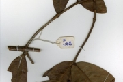 <strong>Rubiaceae - Ixora - Ixora brachypoda DC.</strong><br />© hnb