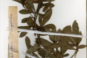 <strong>Sapotaceae - Synsepalum - Synsepalum dulcificum (Schumach. & Thonn.) Daniell</strong><br />© hnb