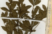 <strong>Sapotaceae - Synsepalum - Synsepalum dulcificum (Schumach. & Thonn.) Daniell</strong><br />© hnb