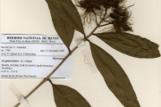 <strong>Myrtaceae - Syzygium - Syzygium jambos (L.) Alston</strong><br />© hnb