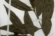<strong>Myrtaceae - Syzygium - Syzygium jambos (L.) Alston</strong><br />© hnb