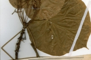 <strong>Sterculiaceae - Hildegardia - Hildegardia barteri (Mast.) Kosterm.</strong><br />© hnb