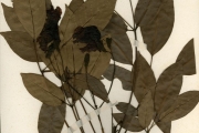 <strong>Bignoniaceae - Tabebuia - Tabebuia rosea (Bertol.) DC.</strong><br />© hnb