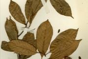 <strong>Myristicaceae - Myristica - Myristica fragrans Houtt.</strong><br />© hnb