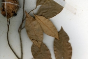 <strong>Myristicaceae - Myristica - Myristica fragrans Houtt.</strong><br />© hnb