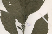 <strong>Acanthaceae - Justicia - Justicia secunda Vahl</strong><br />© hnb