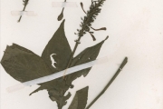 <strong>Acanthaceae - Justicia - Justicia secunda Vahl</strong><br />© hnb